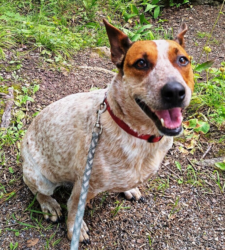 International pet transport is how Kallisto arrived to Estonia