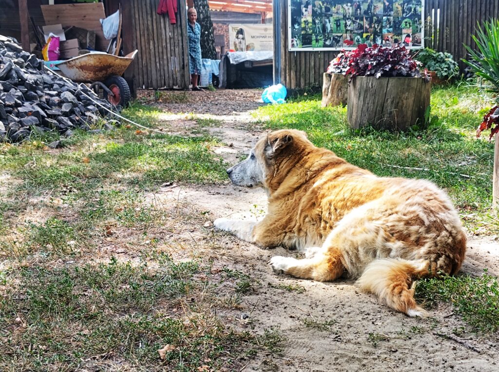 relocating Ukrainina shelter animals from Mokryi Nosyk animal shelter.