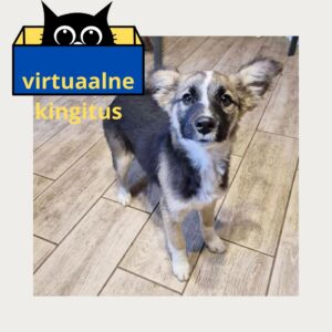 Virtuaalne kingitus varjupaiga loomadele