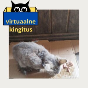 Virtuaalne kingitus Ukraina kogukonna toetuseks