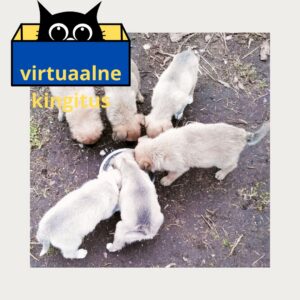 Virtuaalne kingitus toidupäev varjupaigaloomadele Ukrainas