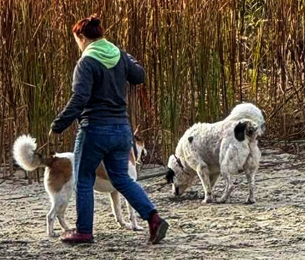 Walking the dogs during the transport.