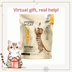 food for kittens in shelter